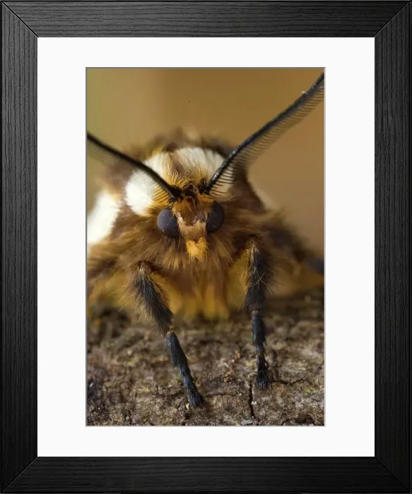 Framed Print : Moth close up detail, Aouth Africa