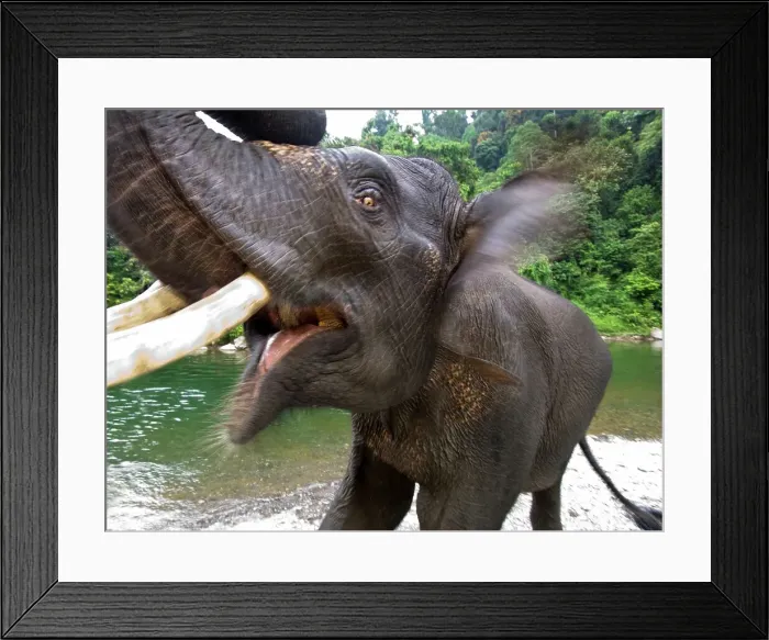 Framed Print : Sumatran elephant (Elephas maximus sumatranus) in a forest Framed Print : Sumatran elephant (Elephas maximus sumatranus) in a forest