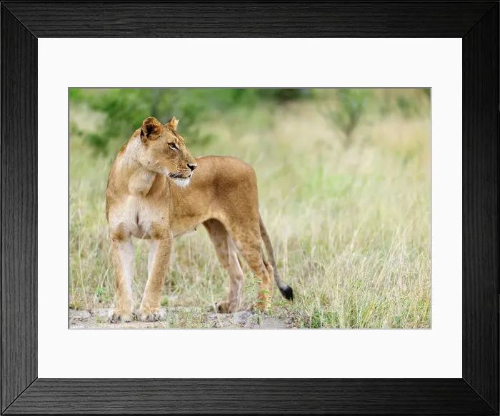 Framed Print : Lion (Panthera leo). Timbavati Game Reserve Framed Print : Lion (Panthera leo). Timbavati Game Reserve
