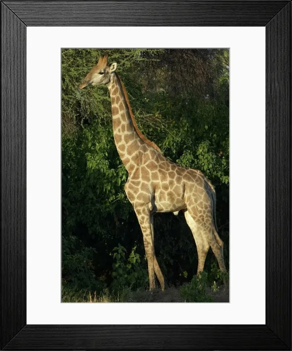 Framed Print : Giraffe (Giraffa camelopardis) Framed Print : Giraffe (Giraffa camelopardis)