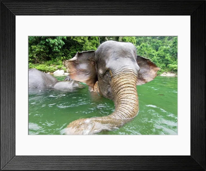 Framed Print : Sumatran elephants (Elephas maximus sumatranus) bathing in a waterhole, Gunung Leuser National Park, Sumatra, Indonesia Framed Print : Sumatran elephants (Elephas maximus sumatranus) bathing in a waterhole, Gunung Leuser National Park, Sumatra, Indonesia