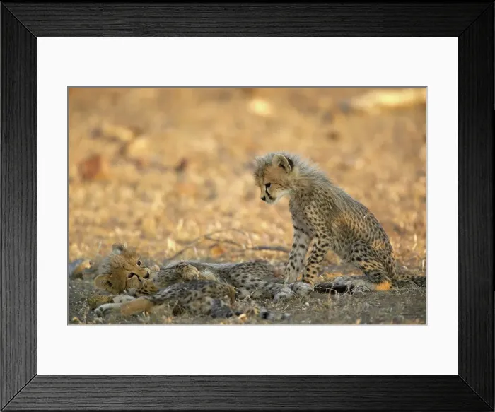 Framed Print : Cheetah (Acinonyx jubatus) playing in shade