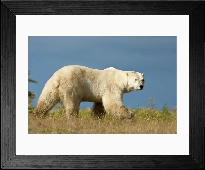 Framed Print : Polar bear (Ursus maritimus) in tundra vegetation at evening Framed Print : Polar bear (Ursus maritimus) in tundra vegetation at evening