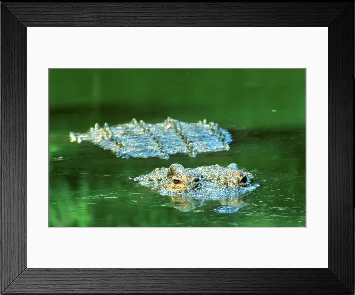 Framed Print : boats, horizontal, water, speed, sports, competition, race, sailing, competing, teams, sailboats, water sports, 28, manipulated, SSEditor=AA, cropped, sails, racing, sail, straightforward