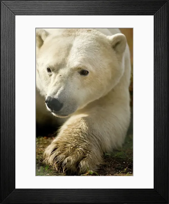 Framed Print : Close-up of a Polar bear (Ursus maritimus) Framed Print : Close-up of a Polar bear (Ursus maritimus)