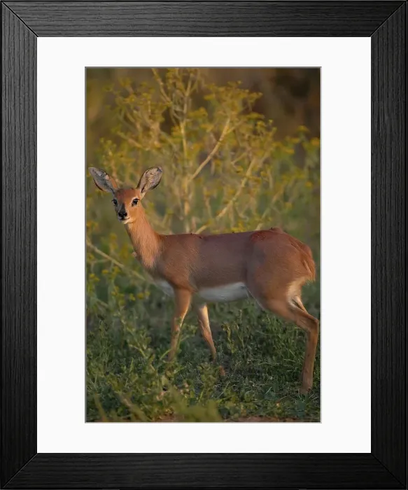 Framed Print : Steenbok (Raphicerus campestris) female Framed Print : Steenbok (Raphicerus campestris) female