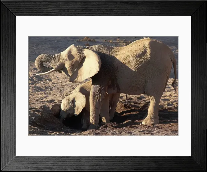 Framed Print : Elephants (Loxodonta africana) cow and calf drinking at holes the elephant have dug in the dry river bed Framed Print : Elephants (Loxodonta africana) cow and calf drinking at holes the elephant have dug in the dry river bed