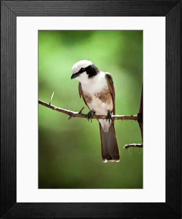 Framed Print : Northern White-Crowned shrike (Eurocephalus rueppelli) perching on a branch Framed Print : Northern White-Crowned shrike (Eurocephalus rueppelli) perching on a branch