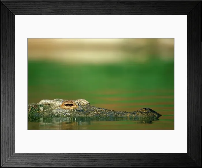 Framed Print : Nile Crocodile in water. Greater St Lucia Wetland Park