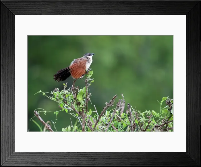 Framed Print : White-Browed Coucal (Centropus superciliosus)