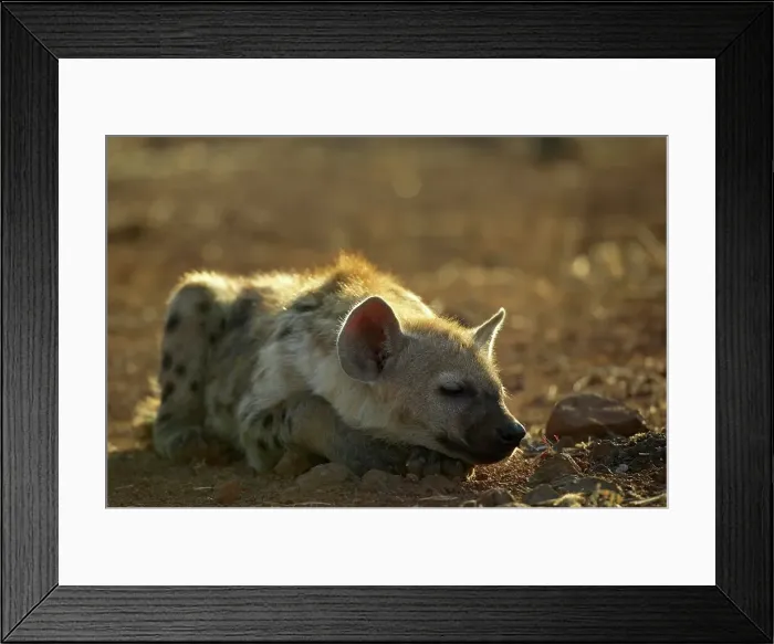 Framed Print : Spotted Hyaena ( Crocuta crocuta) cub sleeping in mopane veld Framed Print : Spotted Hyaena ( Crocuta crocuta) cub sleeping in mopane veld