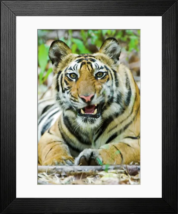 Framed Print : Young male Bengal tiger (Panthera tigris tigris) resting in a forest Framed Print : Young male Bengal tiger (Panthera tigris tigris) resting in a forest