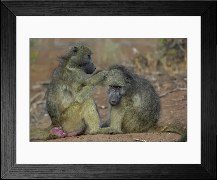 Framed Print : Chacma Baboon (Papio cynocephalus) grooming another