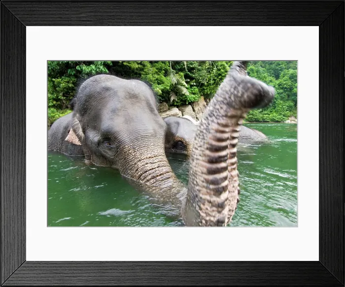 Framed Print : Sumatran elephants (Elephas maximus sumatranus) bathing in a waterhole Framed Print : Sumatran elephants (Elephas maximus sumatranus) bathing in a waterhole