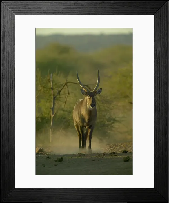 Framed Print : Waterbuck (Kobus ellipisiprymnus) walking in veld Framed Print : Waterbuck (Kobus ellipisiprymnus) walking in veld
