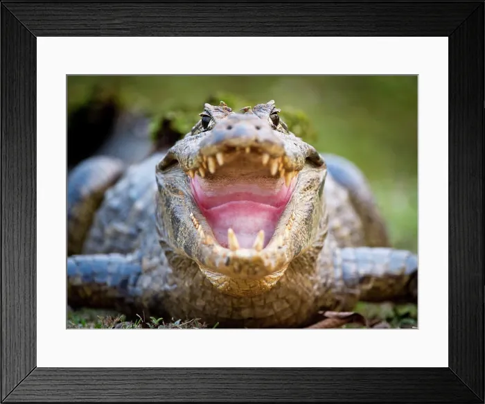 Framed Print : Yacare caiman (Caiman yacare) on the edge of the Piquiri River, Northern Pantanal, Brazil Framed Print : Yacare caiman (Caiman yacare) on the edge of the Piquiri River, Northern Pantanal, Brazil