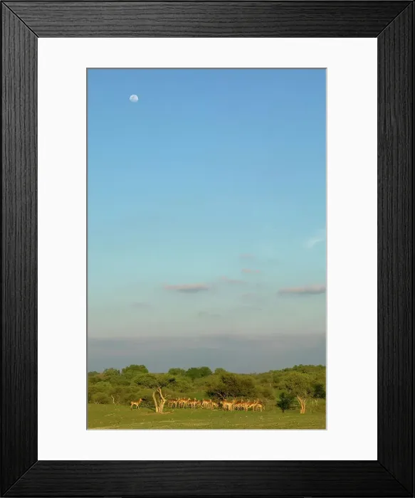 Framed Print : Impala (Aepyceros melampus melampus) herd in veld Framed Print : Impala (Aepyceros melampus melampus) herd in veld