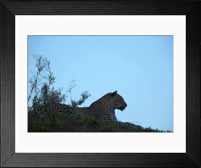 Framed Print : Leopard (Panthera pardus) in veld Framed Print : Leopard (Panthera pardus) in veld