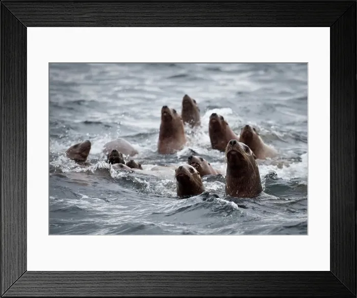 Framed Print : Female Steller Sea lions (Eumetopias jubatus) swimming in the sea