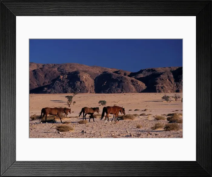 Framed Print : Wild Horses in desert near Aus. Namibia Framed Print : Wild Horses in desert near Aus. Namibia