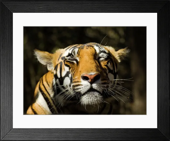 Framed Print : Adult female Bengal tiger (Panthera tigris tigris) resting on a rock in morning sunlight Framed Print : Adult female Bengal tiger (Panthera tigris tigris) resting on a rock in morning sunlight