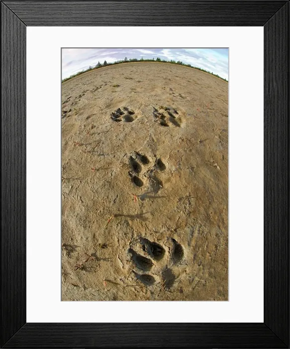 Framed Print : Tracks of Timber wolf (Canis lupus) in mud at the shores of Hudson Bay Framed Print : Tracks of Timber wolf (Canis lupus) in mud at the shores of Hudson Bay
