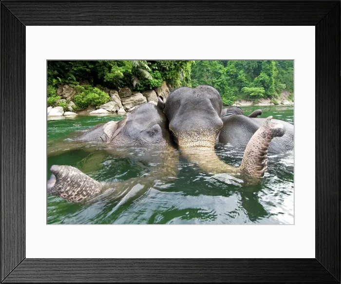 Framed Print : Sumatran elephants (Elephas maximus sumatranus) bathing in a waterhole Framed Print : Sumatran elephants (Elephas maximus sumatranus) bathing in a waterhole