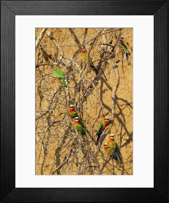 Framed Print : Whitefronted Bee-eater (Merops bullockoides) on a branch Framed Print : Whitefronted Bee-eater (Merops bullockoides) on a branch