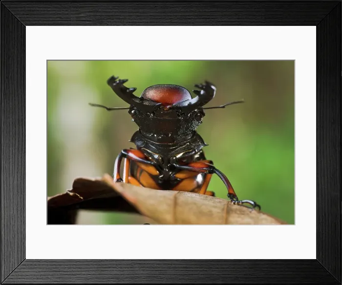 Framed Print : Close-up of a Giant Stag Beetle