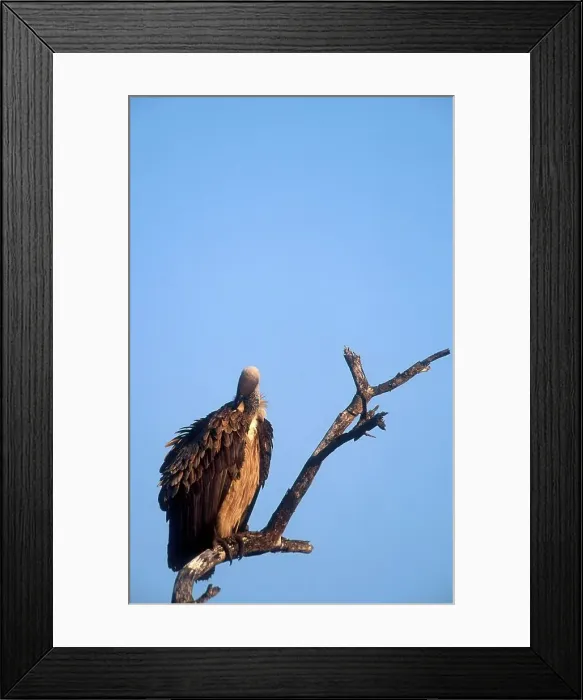 Framed Print : Whitebacked vulture preening. MalaMala game Reserve Framed Print : Whitebacked vulture preening. MalaMala game Reserve