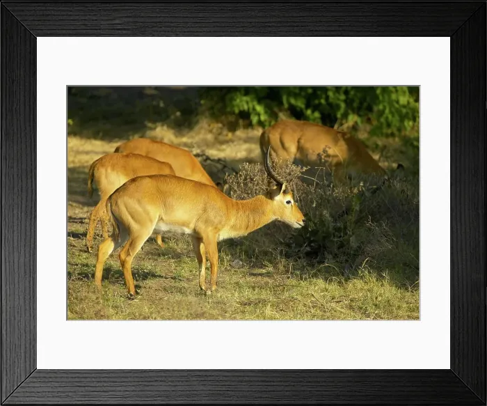 Framed Print : Red Lechwe (Kobus Leche). Chobe National Park