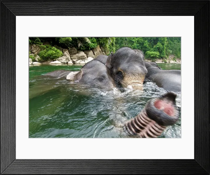 Framed Print : Sumatran elephants (Elephas maximus sumatranus) bathing in a waterhole Framed Print : Sumatran elephants (Elephas maximus sumatranus) bathing in a waterhole