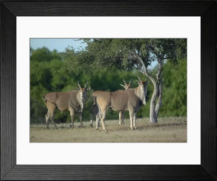 Framed Print : Eland (Taurotragus oryx) in veld