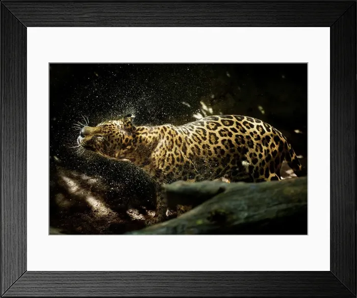 Framed Print : Male jaguar (Panthera onca) in forest setting Framed Print : Male jaguar (Panthera onca) in forest setting