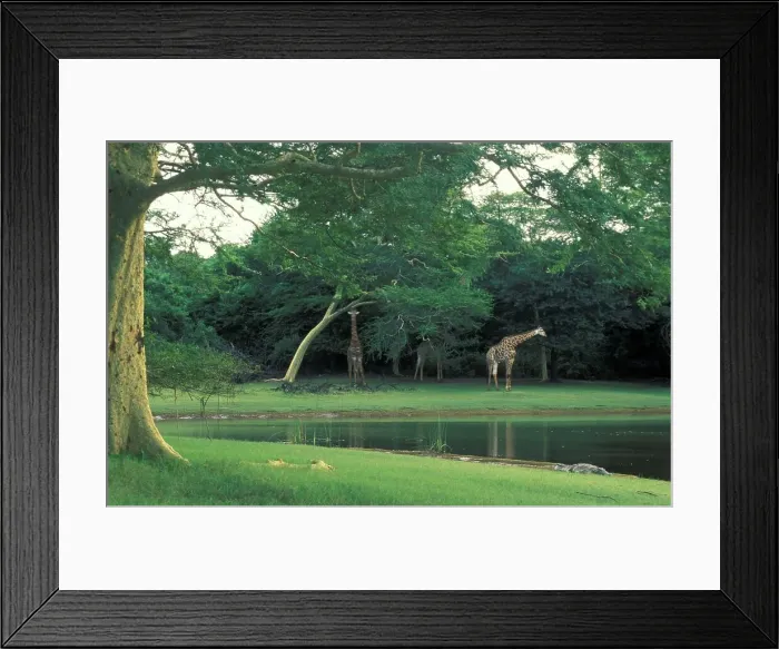 Framed Print : Giraffe on edge of pan. Ndumu Game Reserve Framed Print : Giraffe on edge of pan. Ndumu Game Reserve