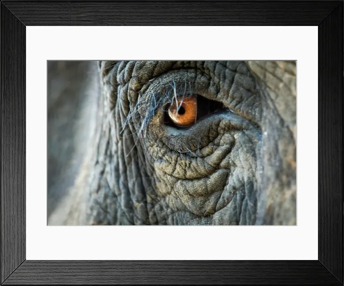 Framed Print : Close-up study of eye of Indian elephant (Elephas maximus) Framed Print : Close-up study of eye of Indian elephant (Elephas maximus)