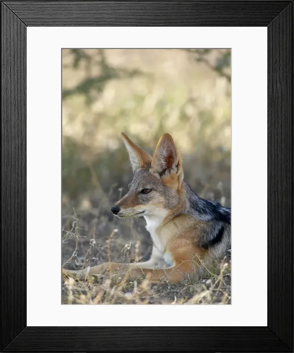 Framed Print : Blackbacked Jackal (Canis mesomelas) in veld Framed Print : Blackbacked Jackal (Canis mesomelas) in veld