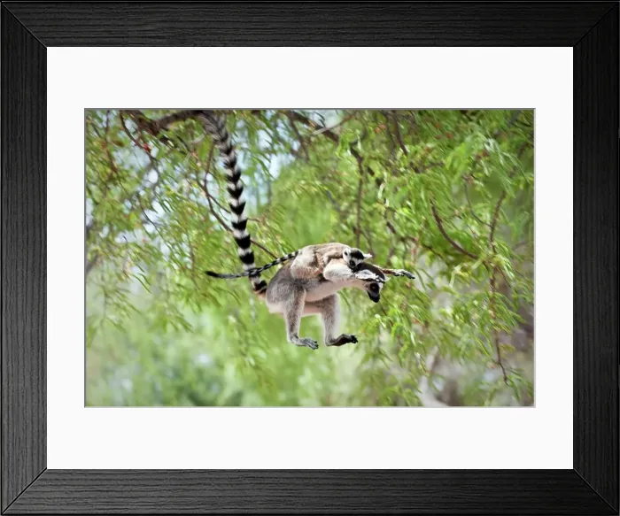 Framed Print : Ring-Tailed lemur (Lemur catta) leaping through canopy carrying infant