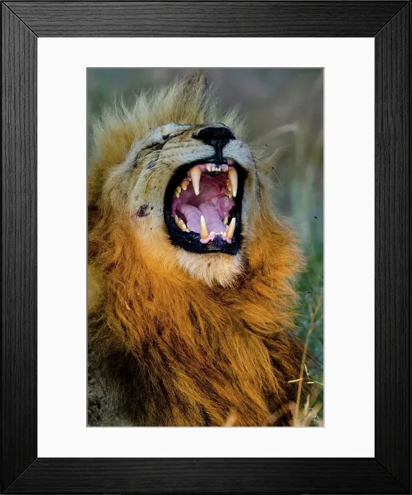 Framed Print : Lion (Panthera leo) yawning. Timbavati Game Reserve Framed Print : Lion (Panthera leo) yawning. Timbavati Game Reserve