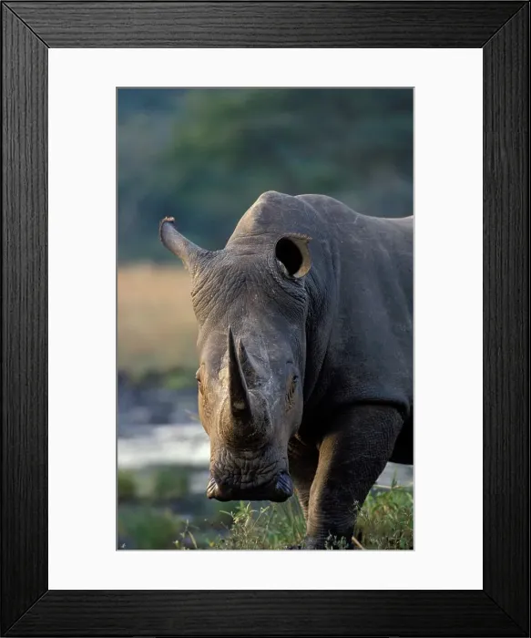 Framed Print : White Rhino portrait. Hluhluwe Umfolozi Park Framed Print : White Rhino portrait. Hluhluwe Umfolozi Park