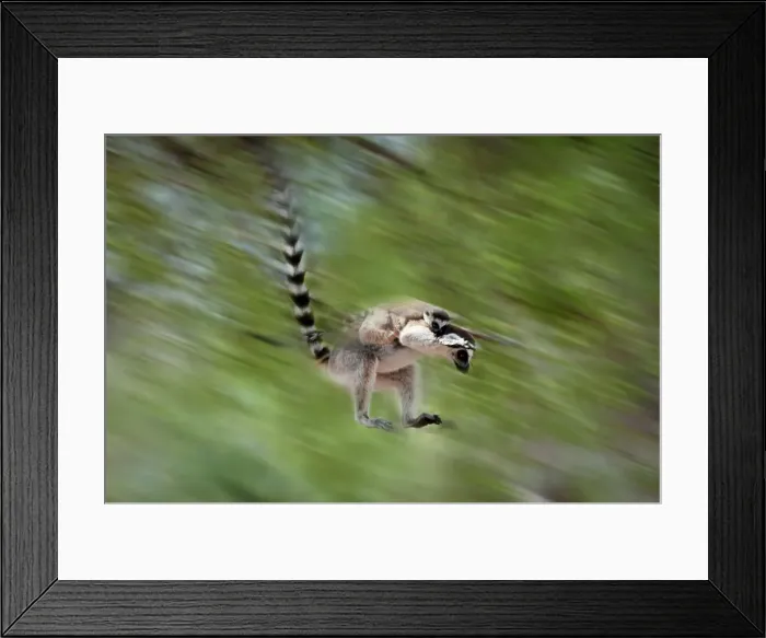 Framed Print : Ring-Tailed lemur (Lemur catta) leaping through canopy carrying infant Framed Print : Ring-Tailed lemur (Lemur catta) leaping through canopy carrying infant