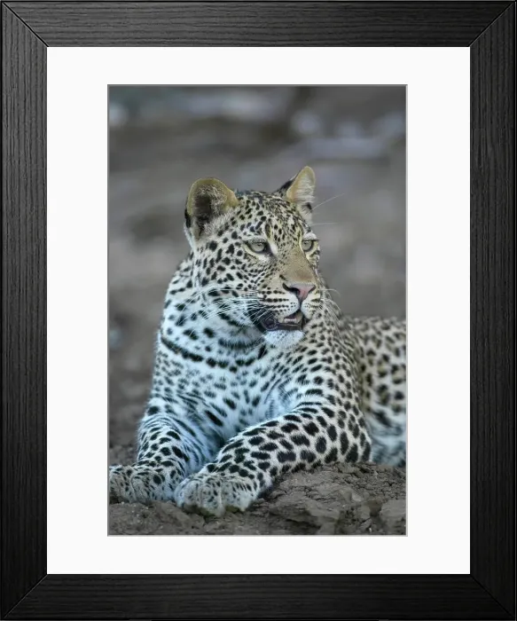 Framed Print : Leopard (Panthera pardus) in veld Framed Print : Leopard (Panthera pardus) in veld