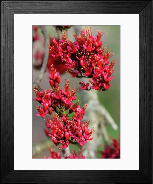 Framed Print : Weeping Boer Bean, huilboerboon Framed Print : Weeping Boer Bean, huilboerboon