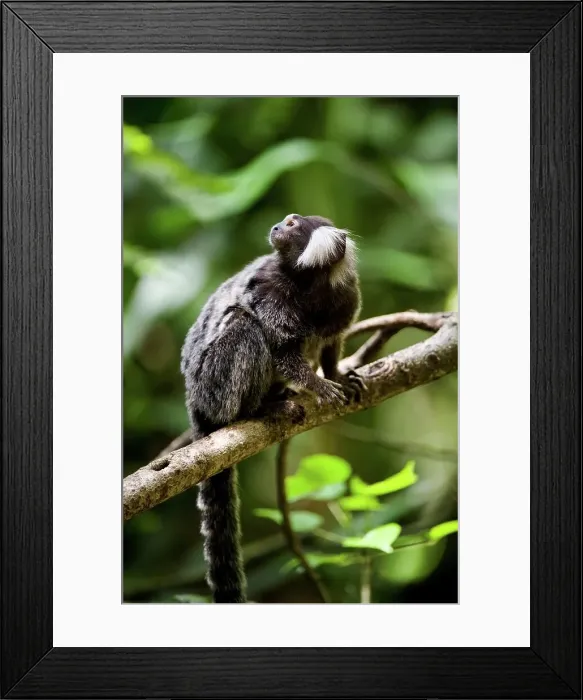Framed Print : Close-up of a Cotton-Eared marmoset (Callithrix jacchus) Framed Print : Close-up of a Cotton-Eared marmoset (Callithrix jacchus)