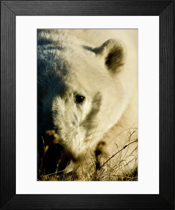 Framed Print : Polar bear (Ursus maritimus) resting in tundra vegetation Framed Print : Polar bear (Ursus maritimus) resting in tundra vegetation