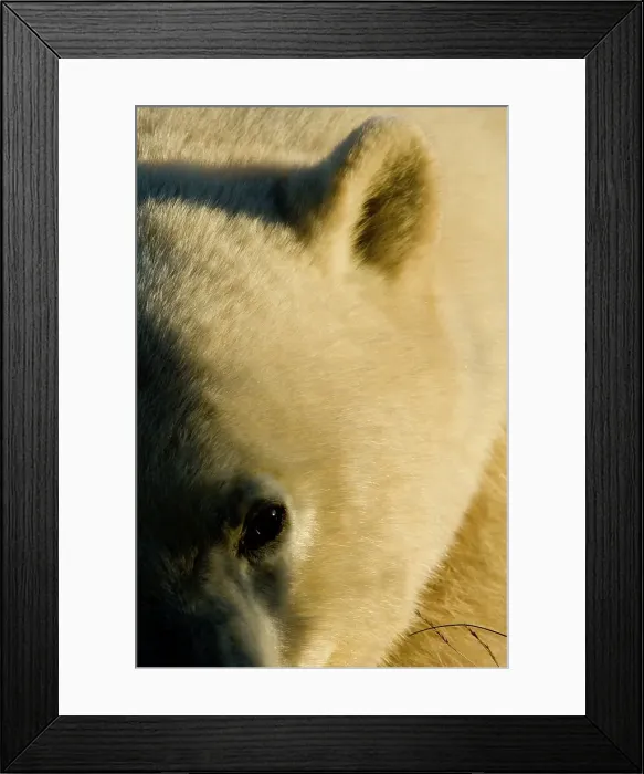 Framed Print : Polar bear (Ursus maritimus) resting in tundra vegetation Framed Print : Polar bear (Ursus maritimus) resting in tundra vegetation