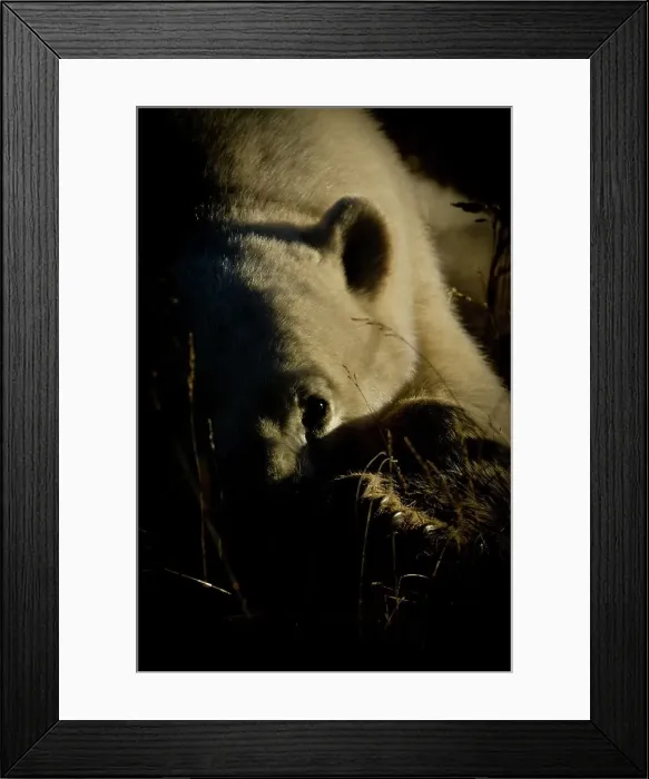 Framed Print : Polar bear (Ursus maritimus) resting in tundra vegetation Framed Print : Polar bear (Ursus maritimus) resting in tundra vegetation