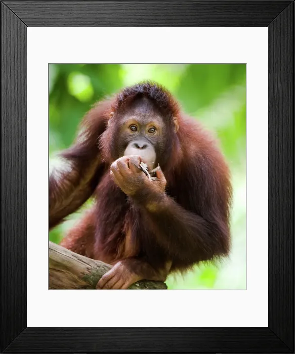 Framed Print : Juvenile Sumatran Orang-Utan (Pongo abelii) in a zoo Framed Print : Juvenile Sumatran Orang-Utan (Pongo abelii) in a zoo