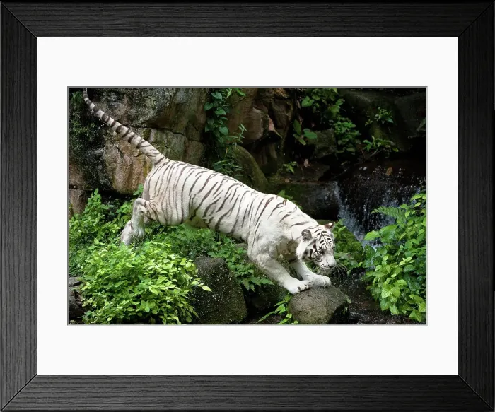 Framed Print : Female White tiger (Panthera tigris tigris) in captivity at Singapore Zoo Framed Print : Female White tiger (Panthera tigris tigris) in captivity at Singapore Zoo