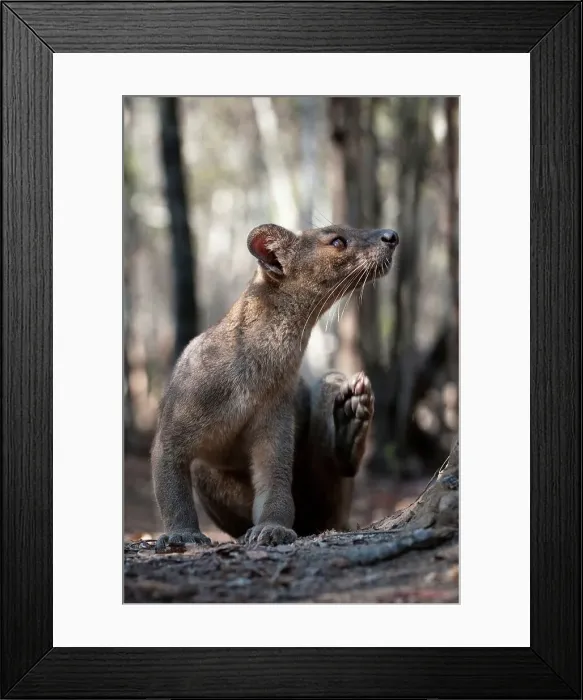 Framed Print : Adult female fossa (Crytoprocta ferox) scratching in a forest Framed Print : Adult female fossa (Crytoprocta ferox) scratching in a forest